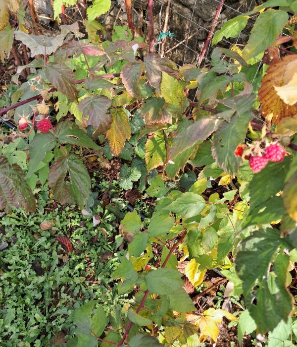 maline 1